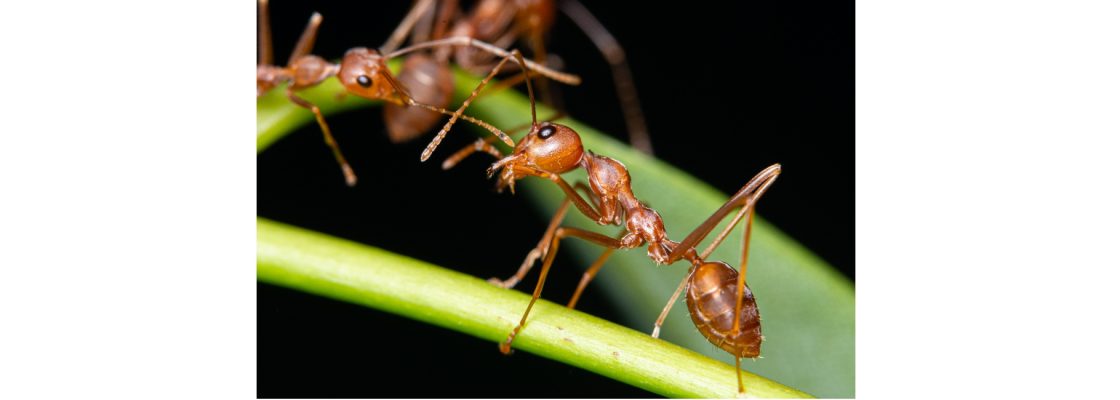 Proteção Contra Pragas no Município de Vila Viçosa – Formigas – 25 Julho