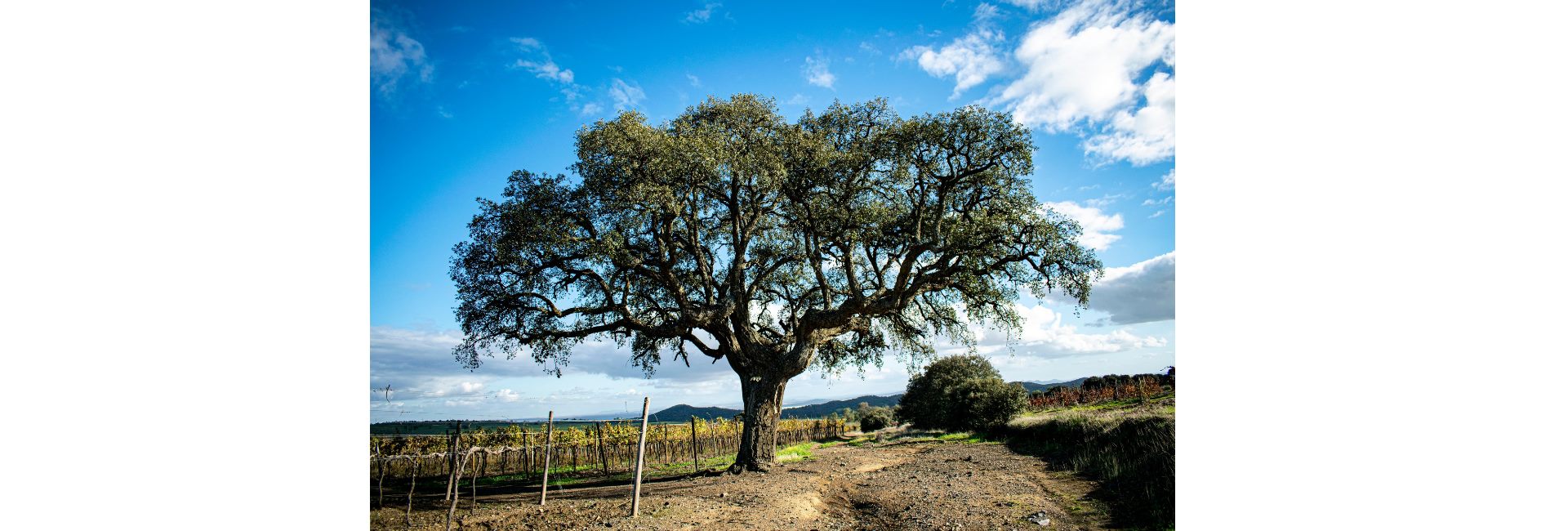 Vila Viçosa Candidata Duas Árvores Especiais ao Concurso ” Árvore do Ano 2023″