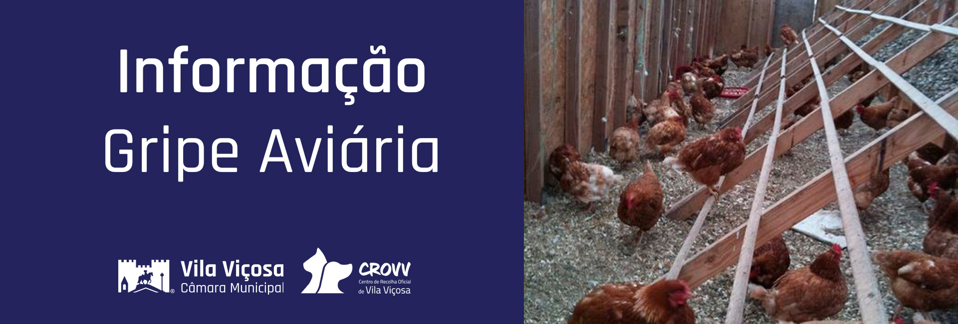 Focos de Gripe Aviária – Atualização